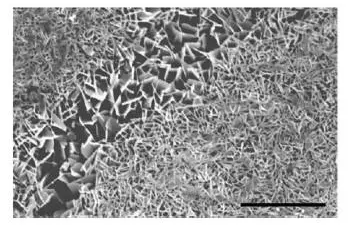 1485504442934909.png 2.png